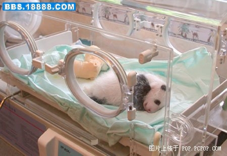 30天了，有人说我看上去就像一头猪！.jpg