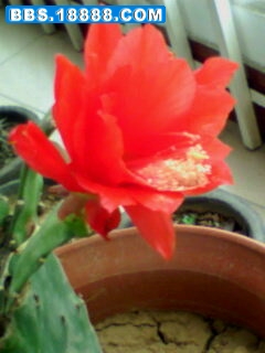 IMG0039A.jpg