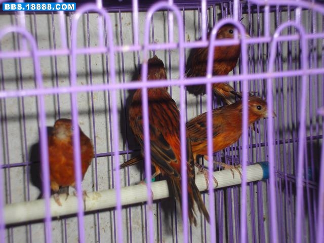 DSC05431.JPG