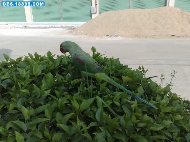 20081019140-001.jpg