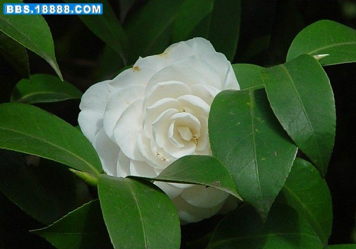 9053-3_G0015_P001-GG88_COM.jpg