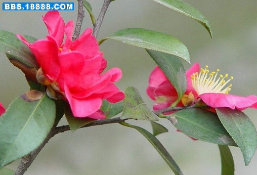 9026-3_G0015_P001-GG88_COM.jpg