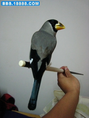 蜡嘴3.jpg