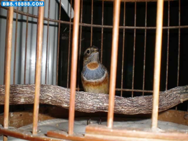 63_37022_29ee3a17e3532a4[1].jpg