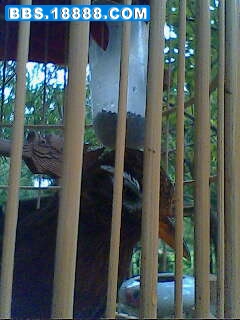 IMG0043A.jpg