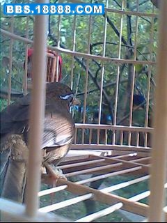 IMG0066A.jpg
