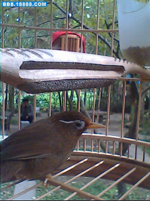 IMG0064A.jpg