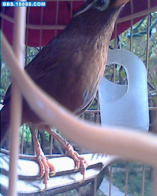 IMG0062A.jpg