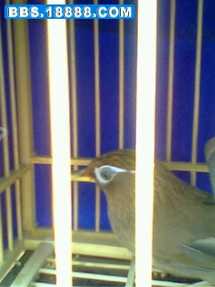 IMG0235A.jpg