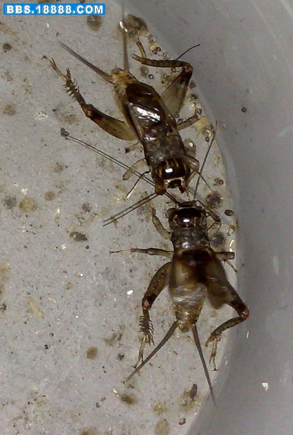 20081018262.jpg