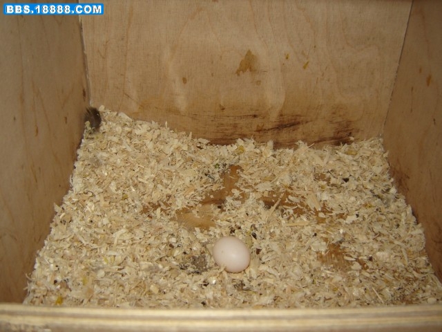 egg.jpg