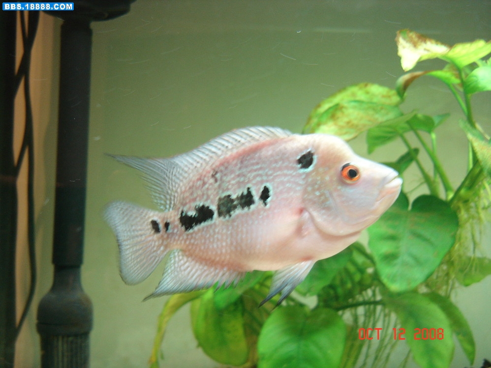 珍珠罗汉.jpg