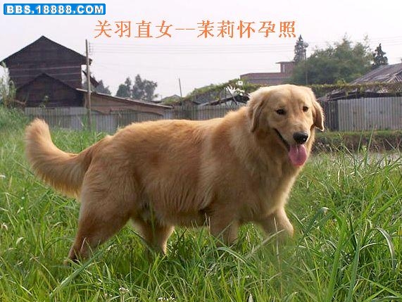 狗妈妈，关羽直女茉莉.jpg