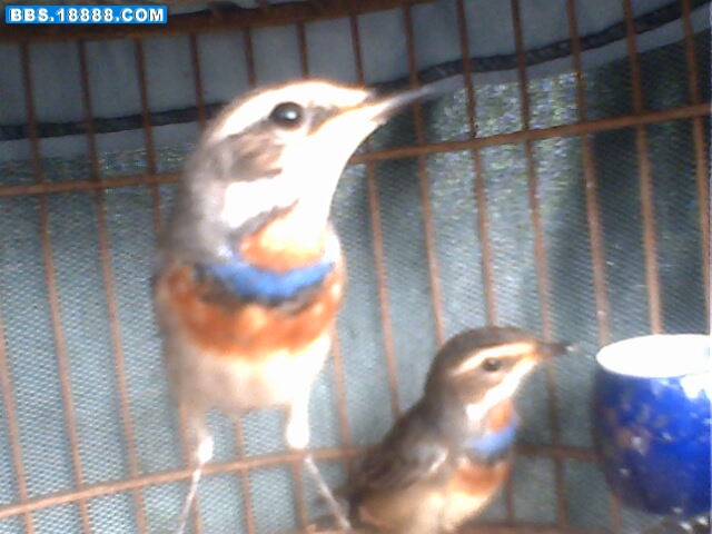 IMG0344A.jpg