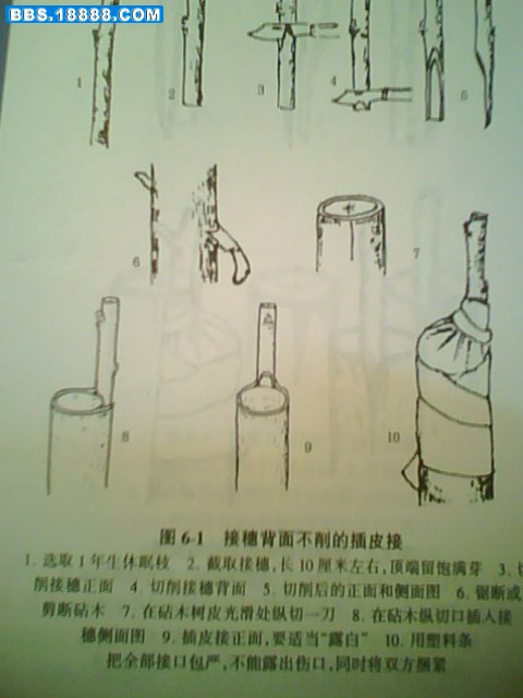 IMG0926A.jpg