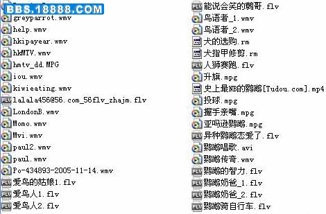 鸟类视频2.jpg