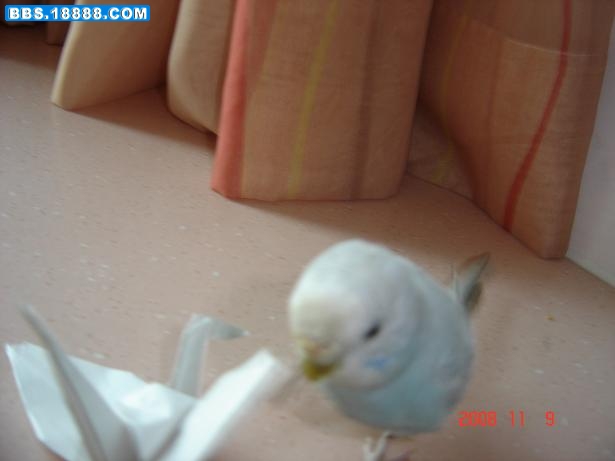 chongwu 048.jpg