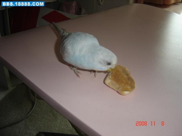 chongwu 036.jpg