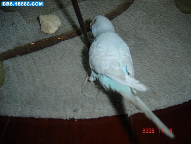 chongwu 027.jpg