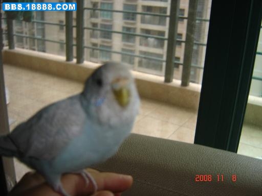 chongwu 025.jpg