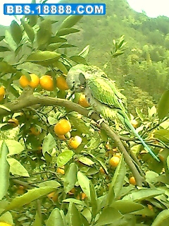 IMG0469A.jpg