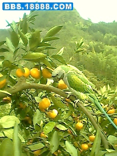 IMG0468A.jpg