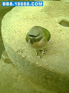 IMG0451A.jpg