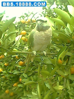 IMG0488A.jpg