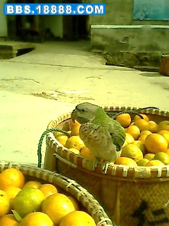IMG0455A.jpg