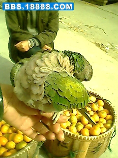 IMG0456A.jpg