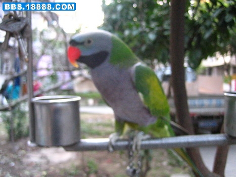 IMG_0123_缩小大小.JPG