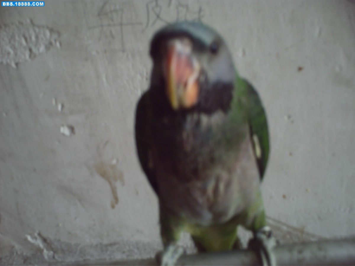 PICT0088.JPG