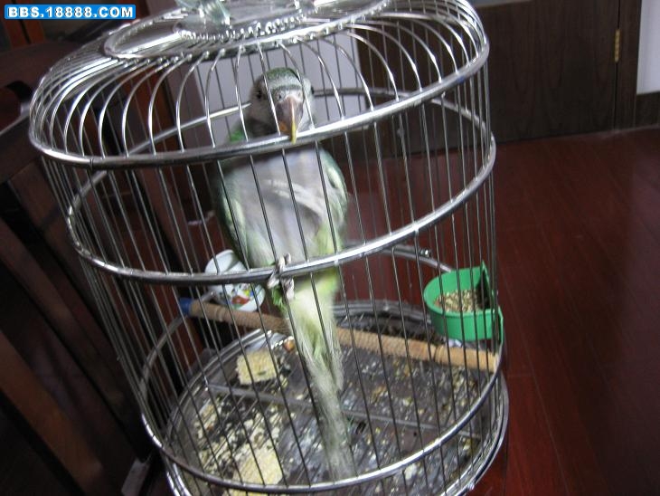 bird3.JPG