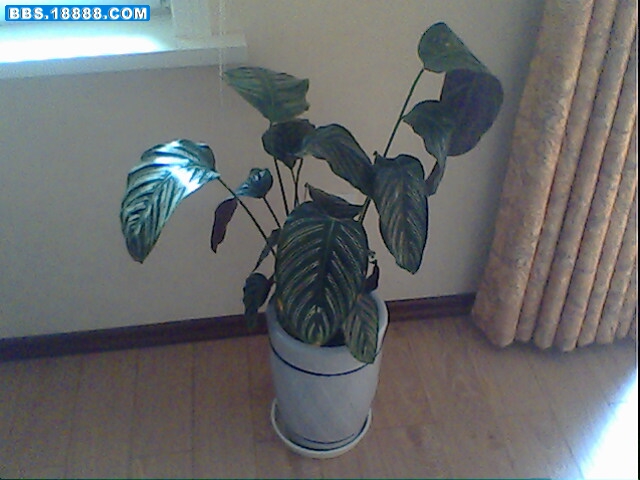 IMG0151A.jpg