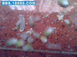 IMG0002A.jpg