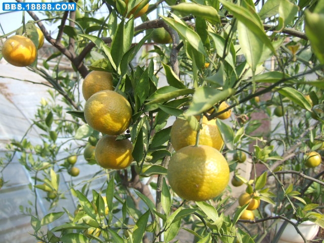DSCF4462.JPG