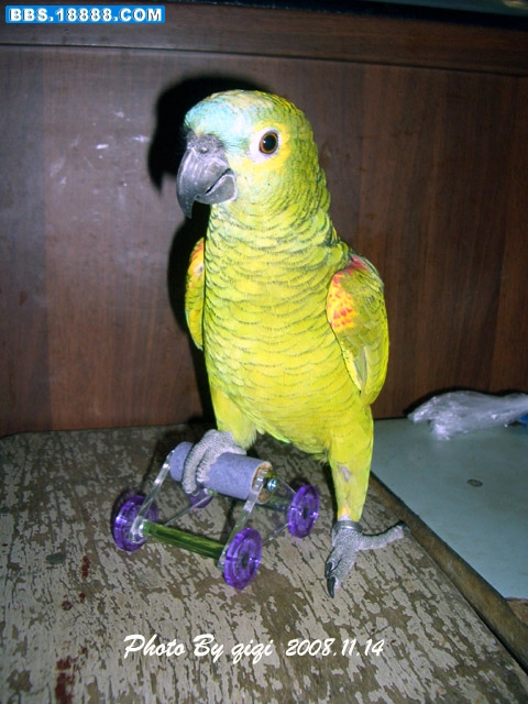 CIMG9974.JPG