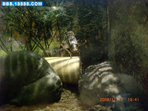 生态缸3 .JPG