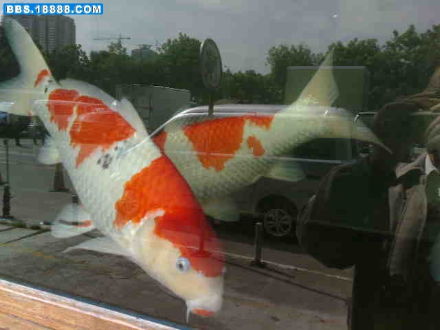 20081109344.jpg