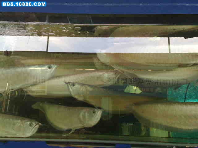 20081109366.jpg