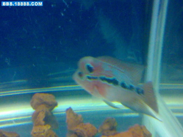 大鸿08042.JPG