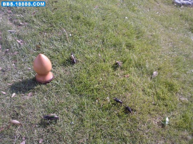 20081129094352.jpg