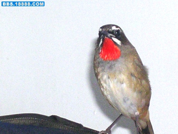 DSCN6123.JPG