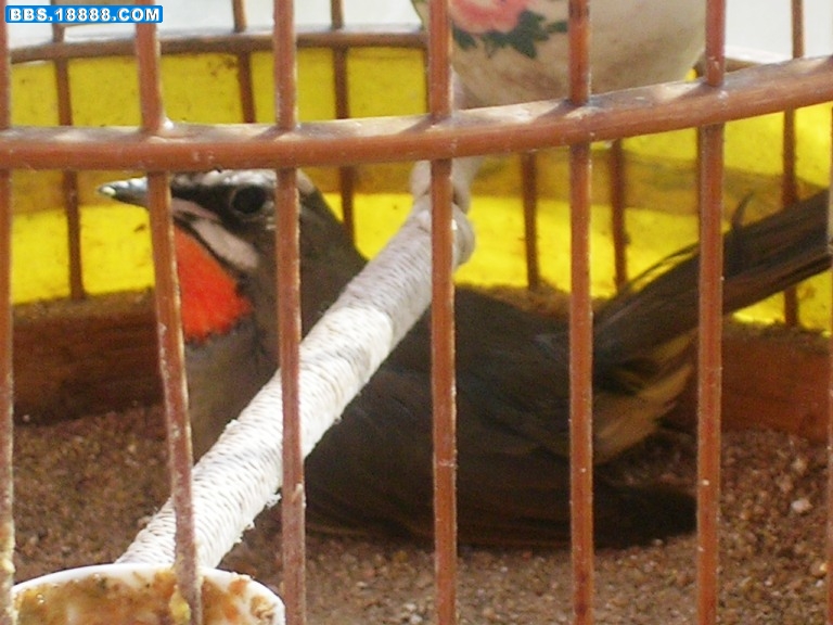 DSCN6091.JPG