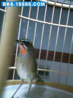 IMG1230A.jpg