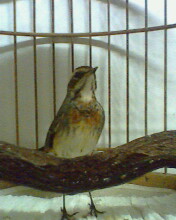 IMG0050A.jpg