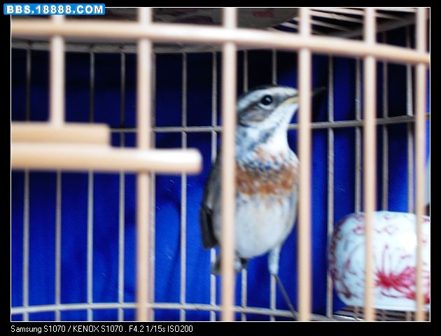 SDC10054.JPG