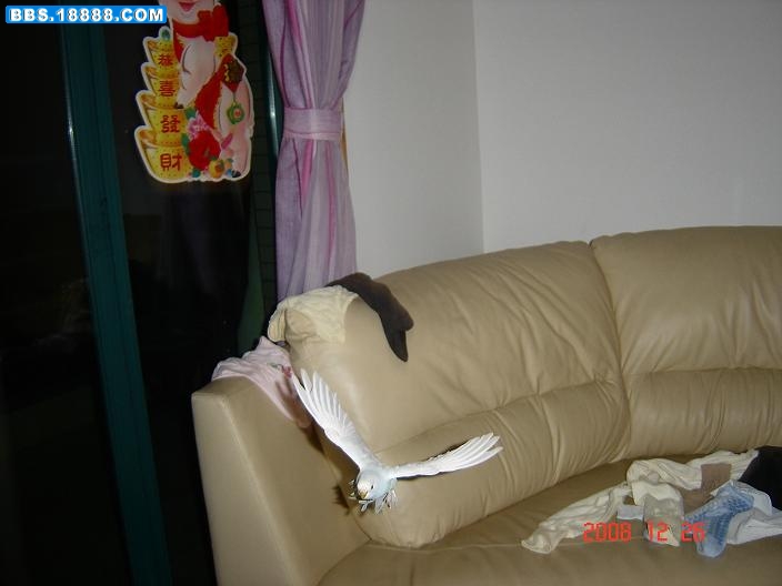chongwu 091.jpg