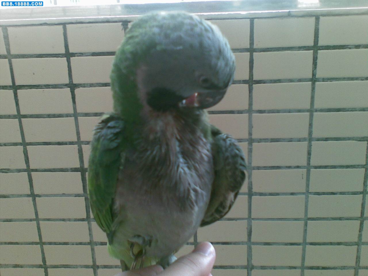 调整大小 20081123023.jpg