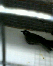 IMG0132A.jpg